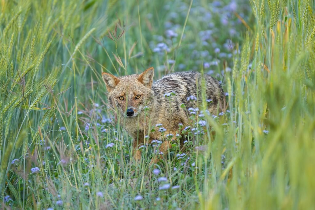 Wildlife in Jim Corbett National Park